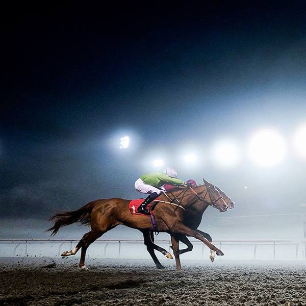 Our Horses In Training