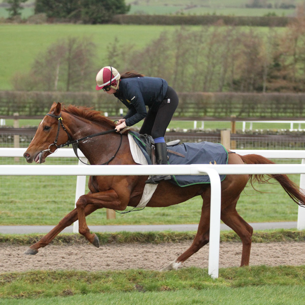 Our Horses In Training