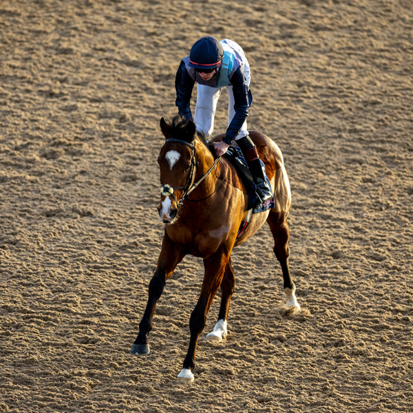 Our Horses In Training