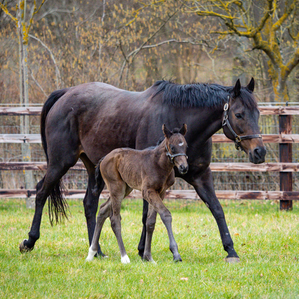 Our Mares