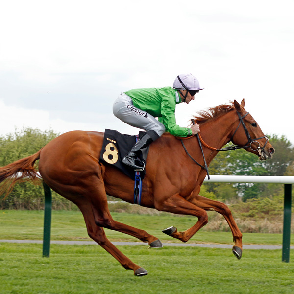 Our Horses In Training