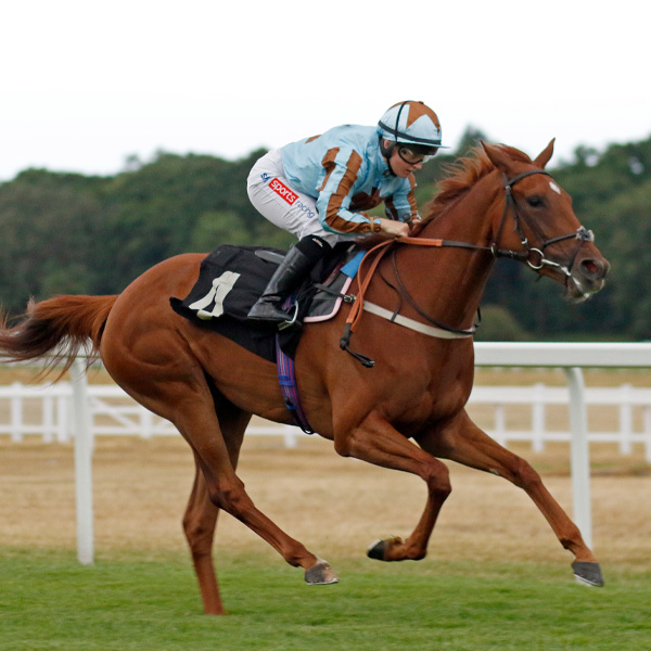 Our Horses In Training