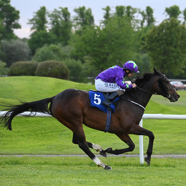 Our Horses In Training