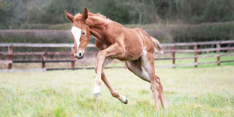 the 22 year old mare who fostered her great granddaughter