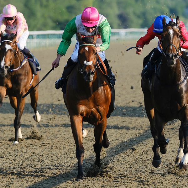 Our Horses In Training