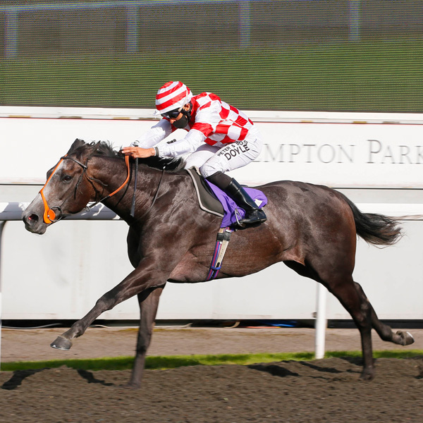 Our Horses In Training