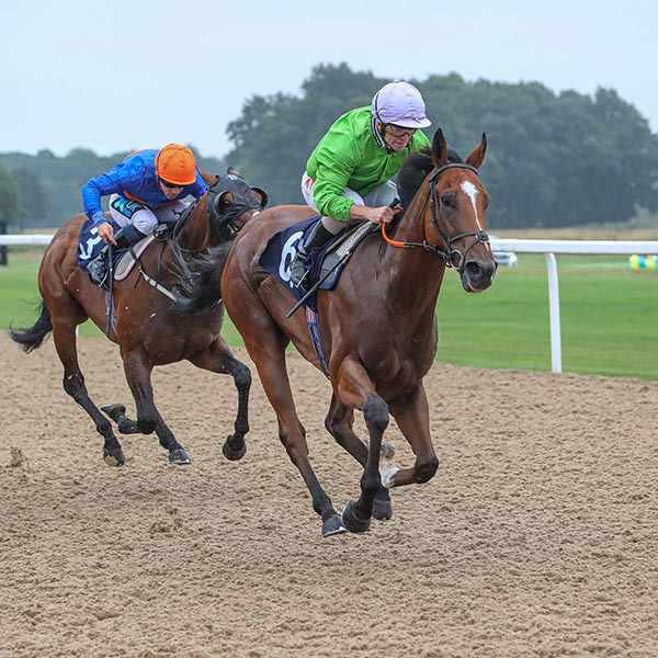 Our Horses In Training