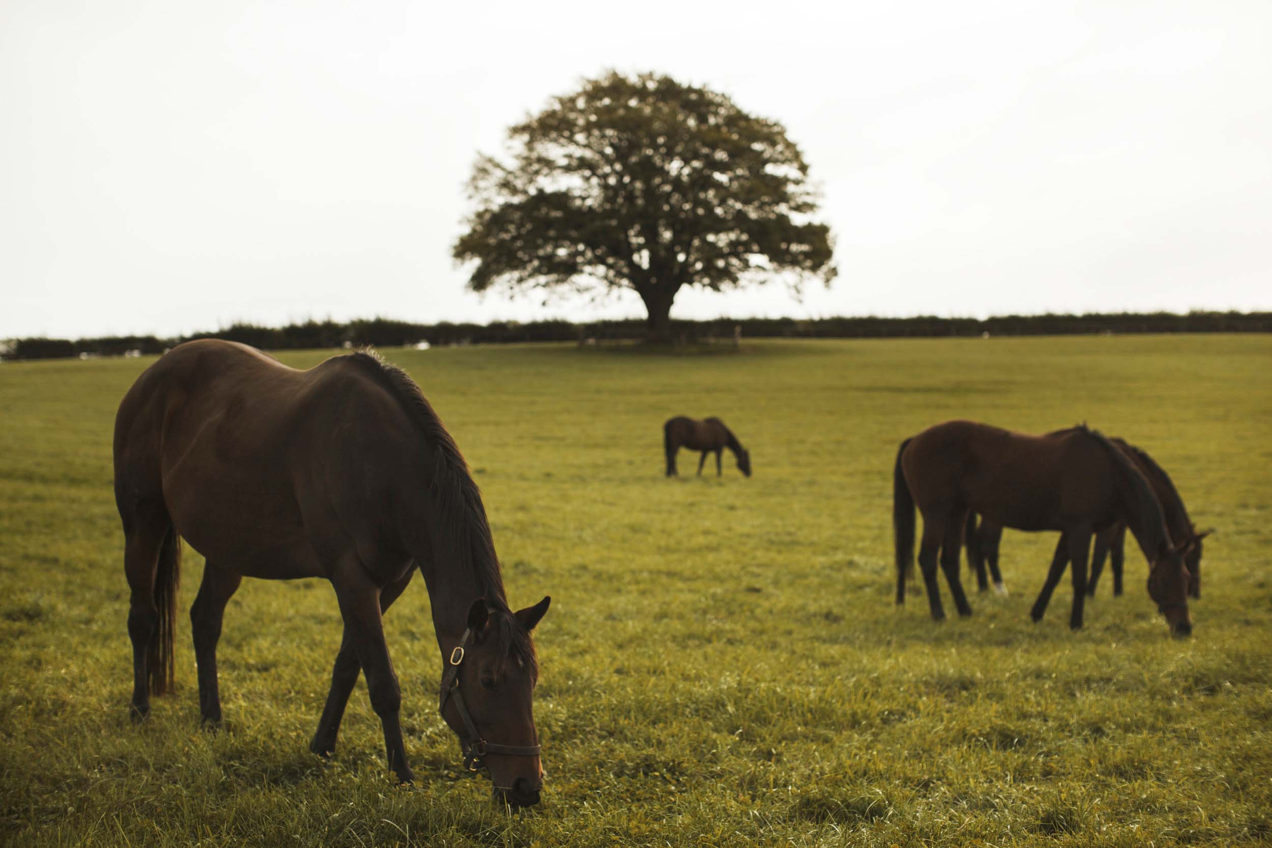 Chasemore Farm Gallery