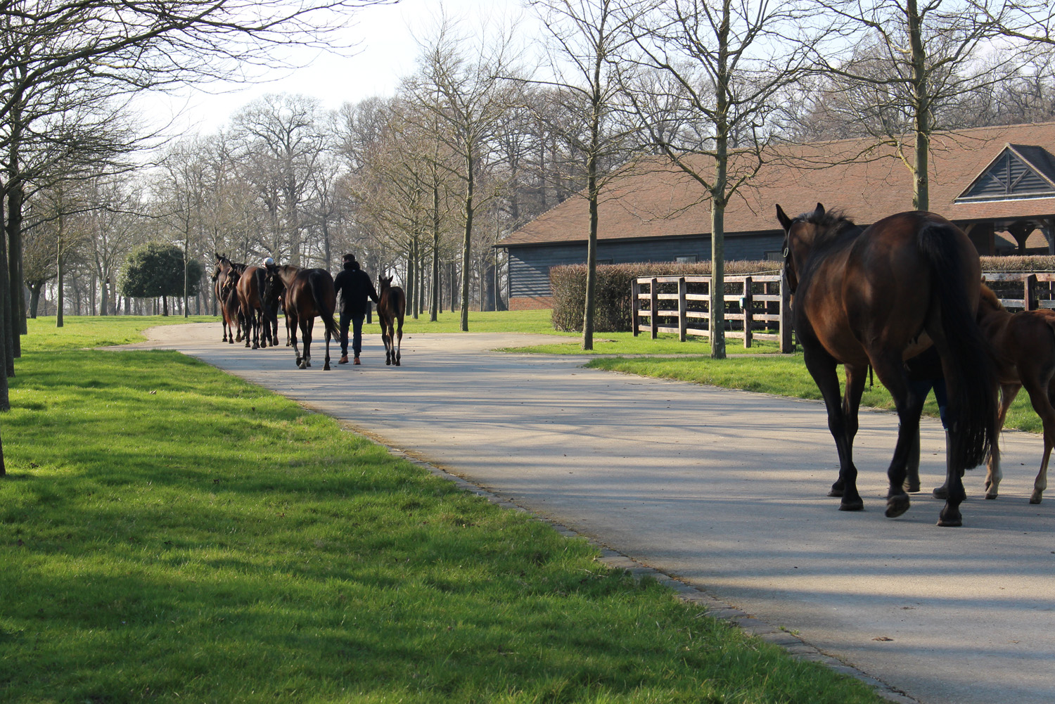 Featured image for “Chasemore Farm innovate again with technological first at the yearling sales”