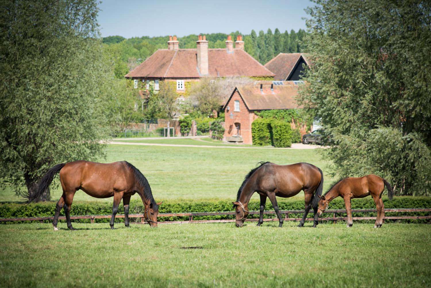 Chasemore Farm Gallery