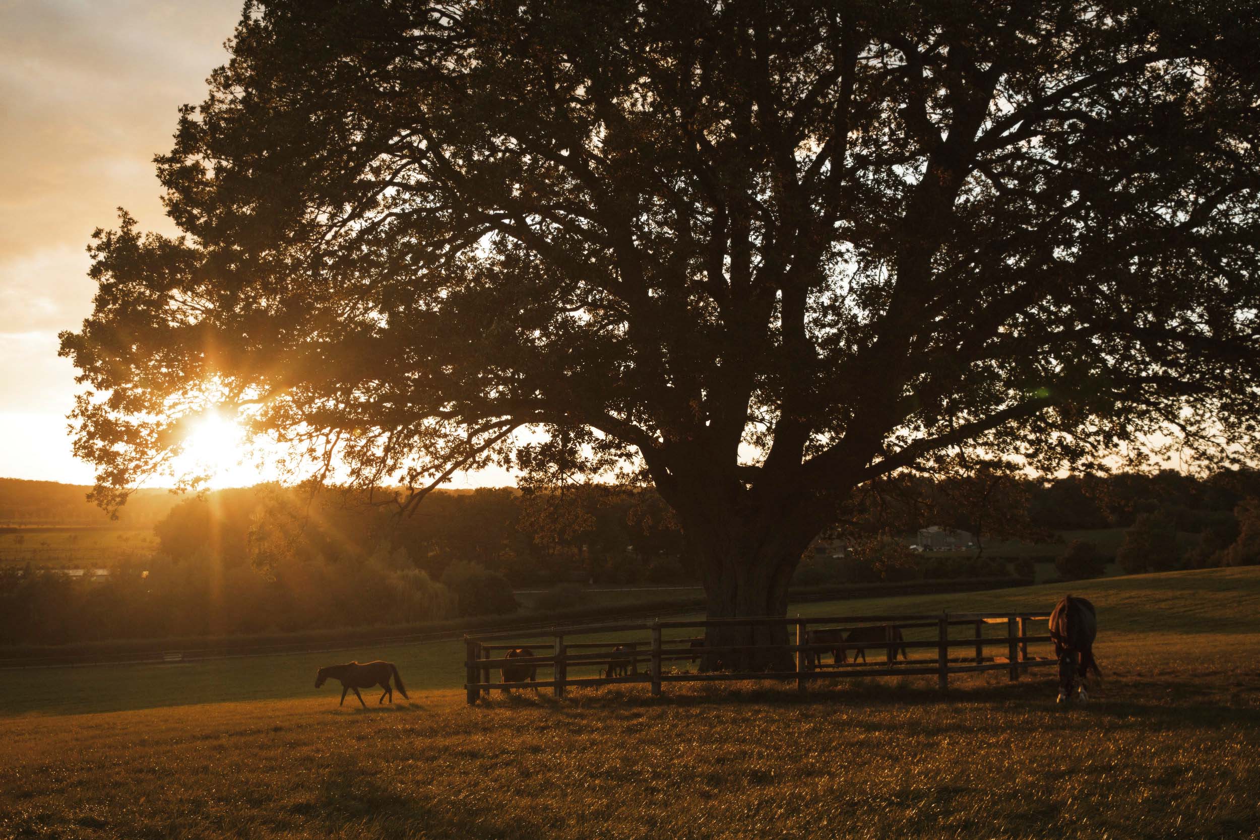 Chasemore Farm Gallery