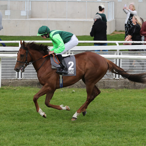 Our Horses In Training