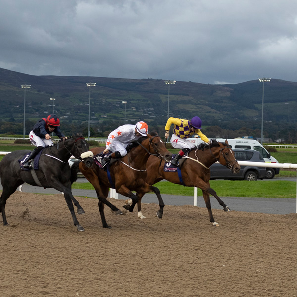 Our Horses In Training