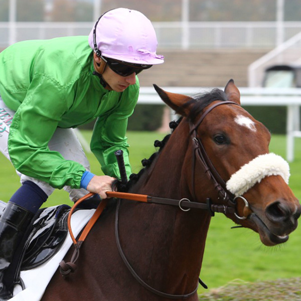 Our Horses In Training