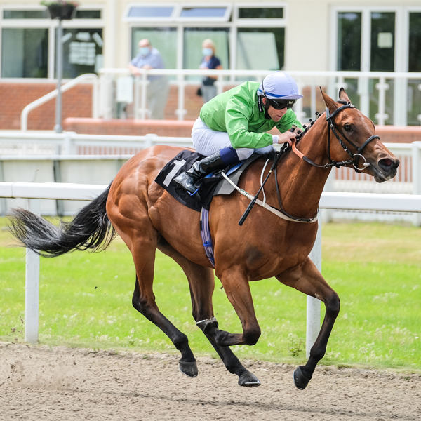 Our Horses In Training