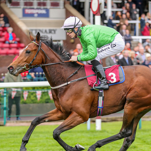 Our Horses In Training