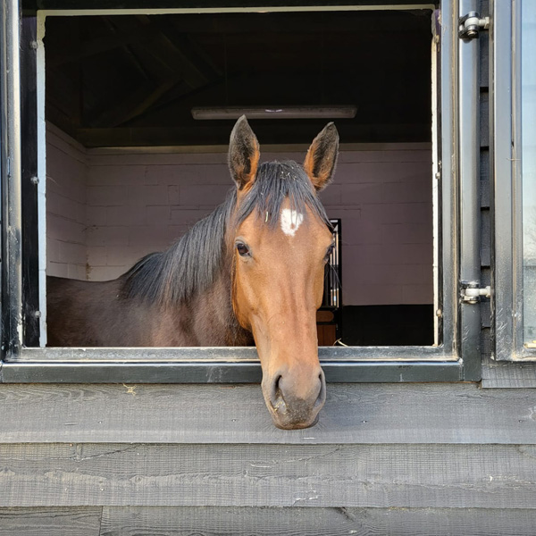 Our Mares